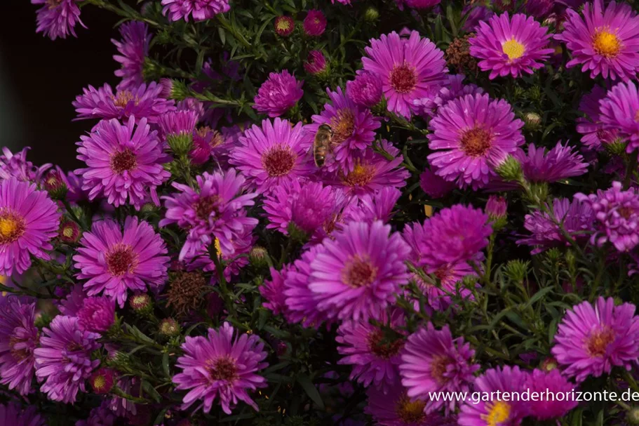 Glattblatt-Aster 'Karminkuppel' 1 Liter Topf