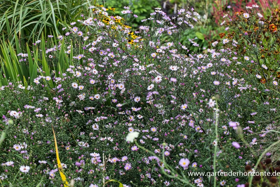 Glattblatt-Aster 'Le Vasterival' 1 Liter Topf