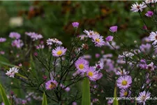 Glattblatt-Aster 'Le Vasterival' 1 Liter Topf