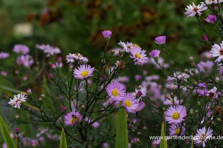 Glattblatt-Aster 'Le Vasterival' 1 Liter Topf