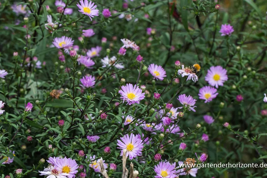 Glattblatt-Aster 'Le Vasterival' 1 Liter Topf