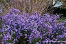 Glattblatt-Aster 'Looman' 1 Liter Topf