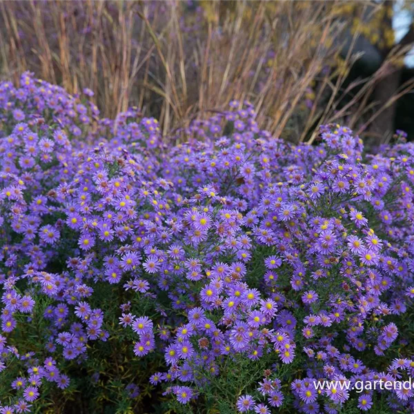 Glattblatt-Aster 'Looman'