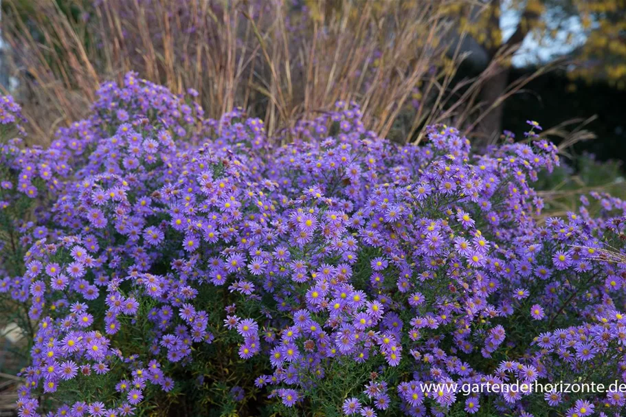 Glattblatt-Aster 'Looman' 1 Liter Topf