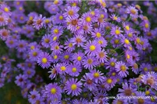 Glattblatt-Aster 'Looman' 1 Liter Topf