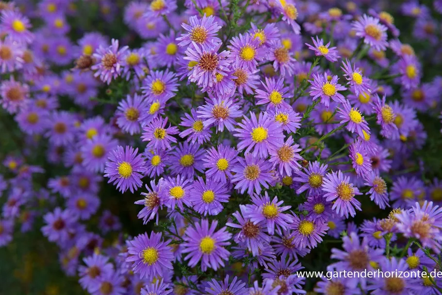 Glattblatt-Aster 'Looman' 1 Liter Topf