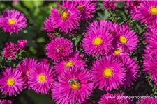 Glattblatt-Aster 'Neron' 1 Liter Topf