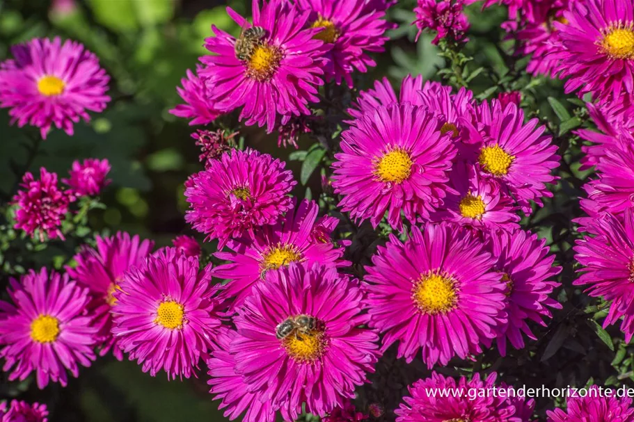 Glattblatt-Aster 'Neron' 1 Liter Topf