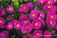 Glattblatt-Aster 'Neron' 1 Liter Topf