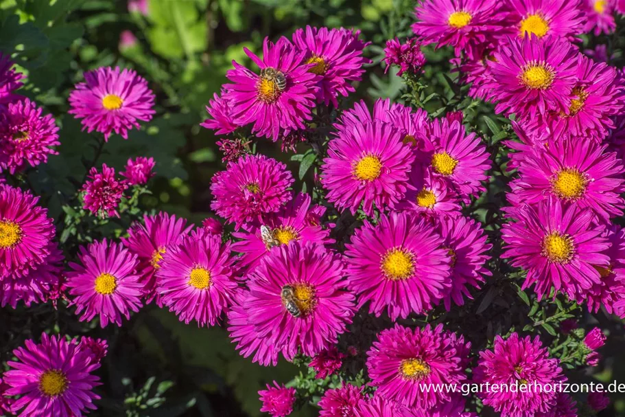 Glattblatt-Aster 'Neron' 1 Liter Topf