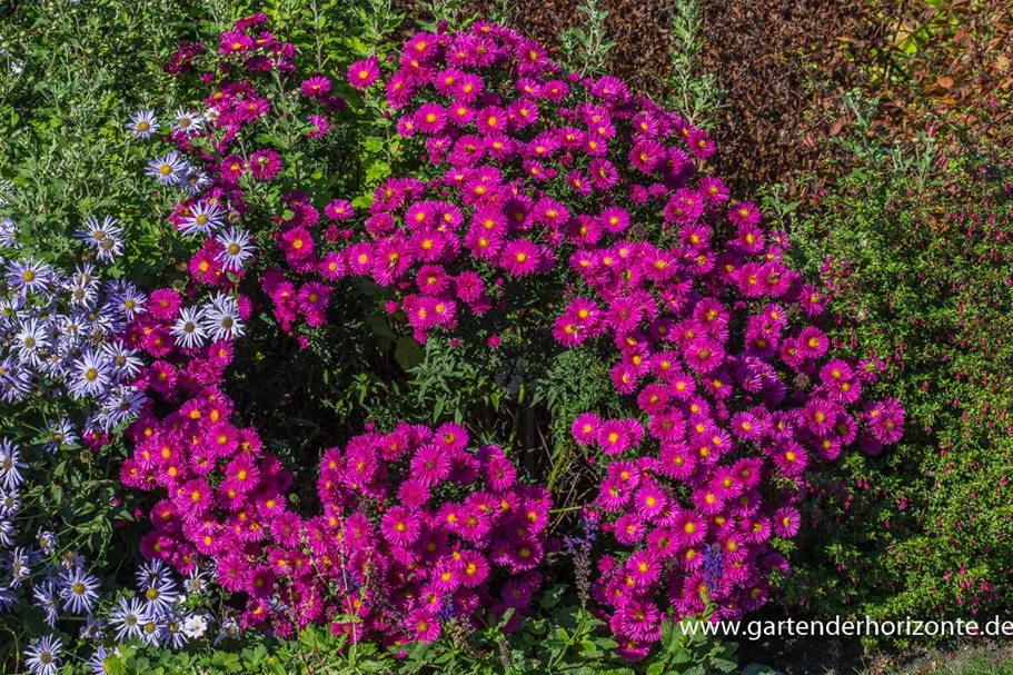 Glattblatt-Aster 'Neron' 1 Liter Topf