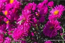 Glattblatt-Aster 'Neron' 1 Liter Topf