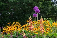 Bergenie 'Abendglocken' 1 Liter Topf