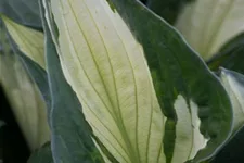 Grünrandige Funkie 'Whirlwind' 1 Liter Topf