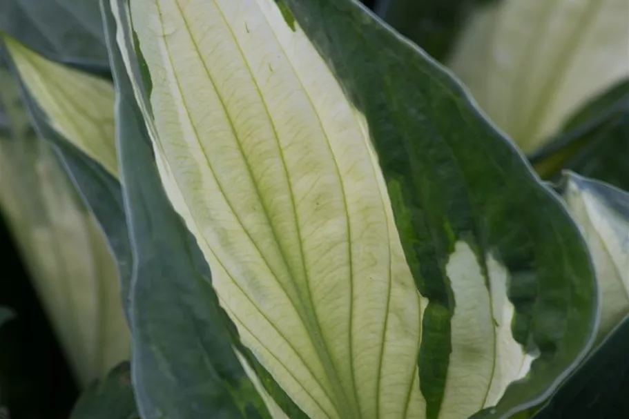 Grünrandige Funkie 'Whirlwind' 1 Liter Topf