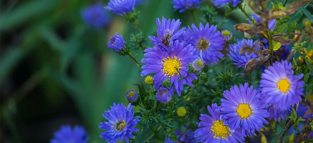 Glattblatt-Aster 'Pyramide' 1 Liter Topf