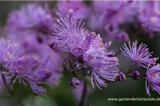 Akeleiblättrige Wiesenraute 'Black Stockings' 1 Liter Topf