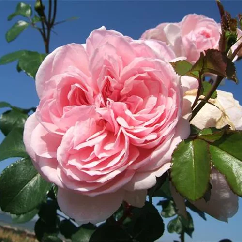 Strauchrose 'Cinderella'®