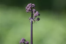 Akeleiblättrige Wiesenraute 'Black Stockings' 1 Liter Topf