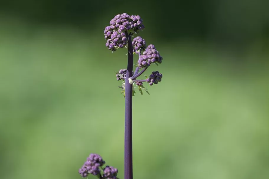 Akeleiblättrige Wiesenraute 'Black Stockings' 1 Liter Topf