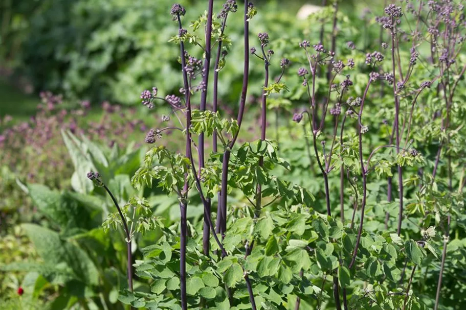 Akeleiblättrige Wiesenraute 'Black Stockings' 1 Liter Topf