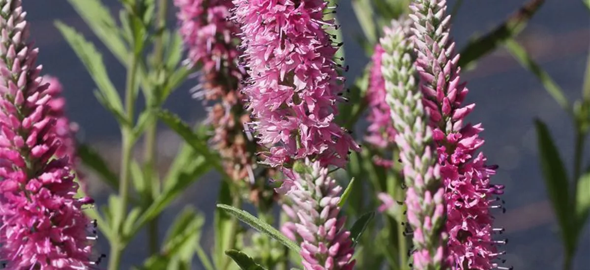 Ehrenpreis 'Rosea' 1 Liter Topf