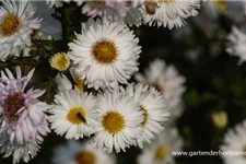 Glattblatt-Aster 'Schneekuppe' 1 Liter Topf