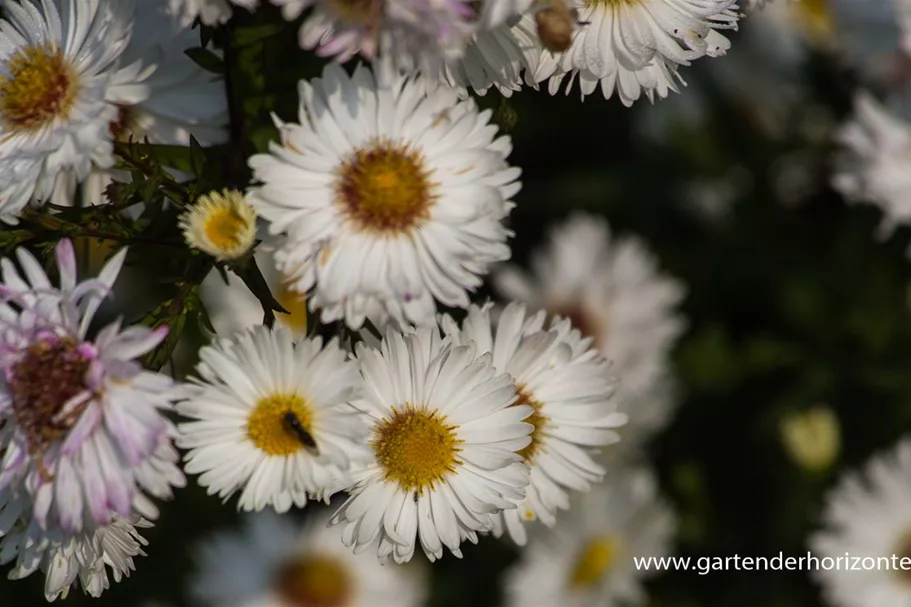 Glattblatt-Aster 'Schneekuppe' 1 Liter Topf