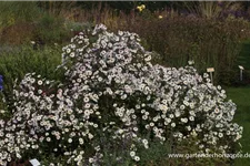 Glattblatt-Aster 'Schneekuppe' 1 Liter Topf