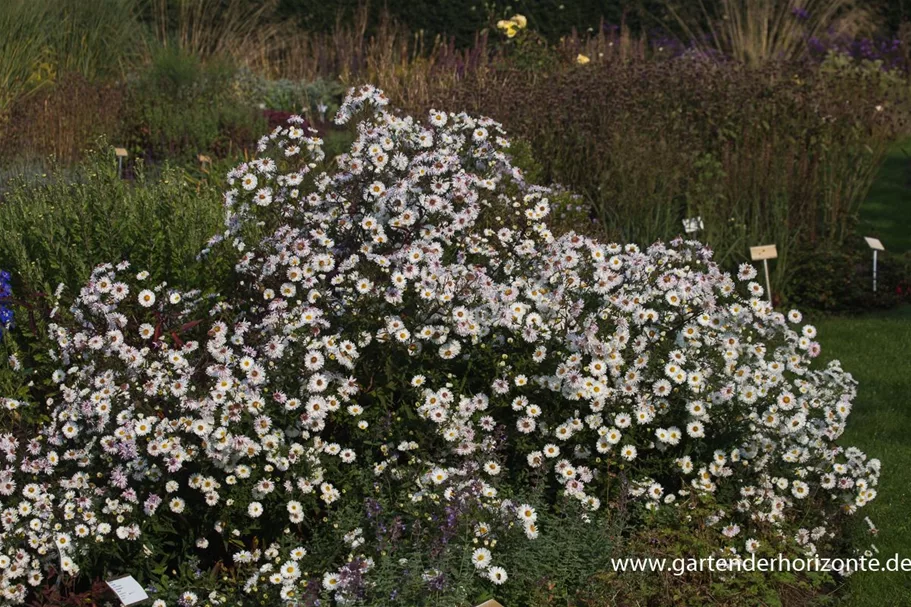 Glattblatt-Aster 'Schneekuppe' 1 Liter Topf