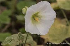 Einfachblühende Stockrose 'Polarstar' 1 Liter Topf