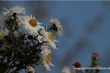 Glattblatt-Aster 'Schneekuppe' 1 Liter Topf