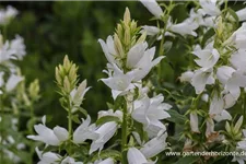 Großblütige Wald-Glockenblume 'Alba' 1 Liter Topf