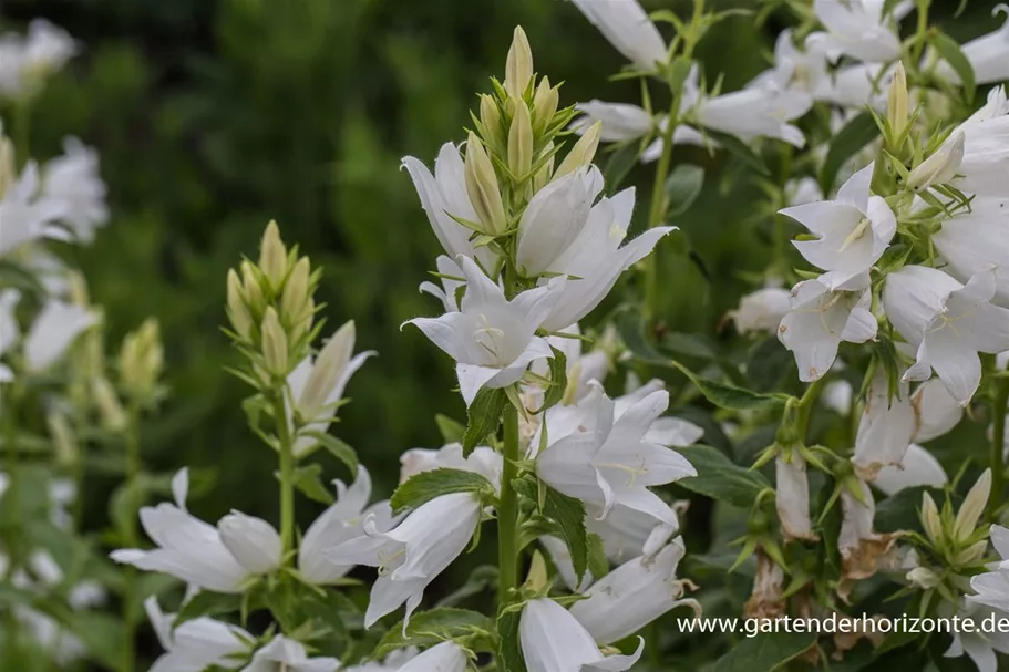 Großblütige Wald-Glockenblume 'Alba' 1 Liter Topf