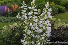 Großblütige Wald-Glockenblume 'Alba' 1 Liter Topf