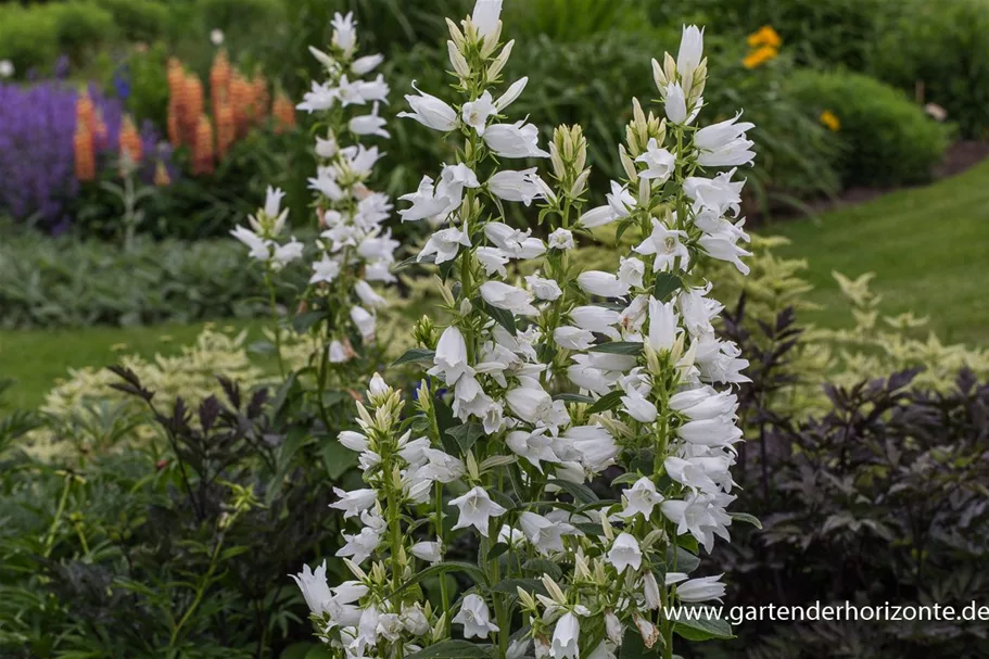 Großblütige Wald-Glockenblume 'Alba' 1 Liter Topf