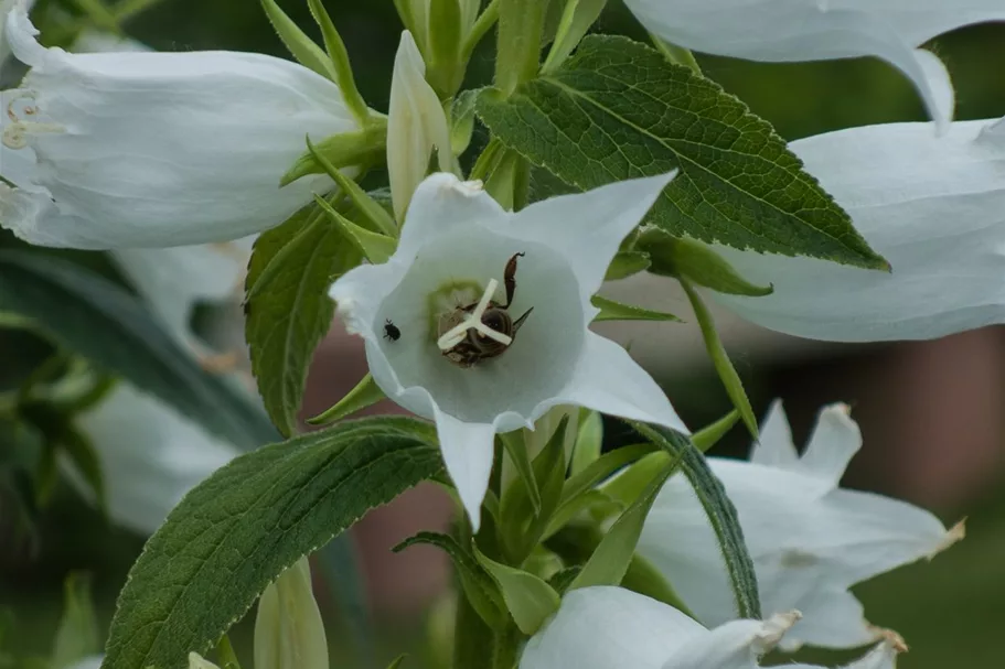 Großblütige Wald-Glockenblume 'Alba' 1 Liter Topf