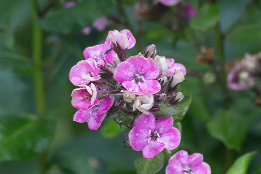 Hohe Flammenblume 'Aureole' 1 Liter Topf