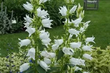 Großblütige Wald-Glockenblume 'Alba' 1 Liter Topf