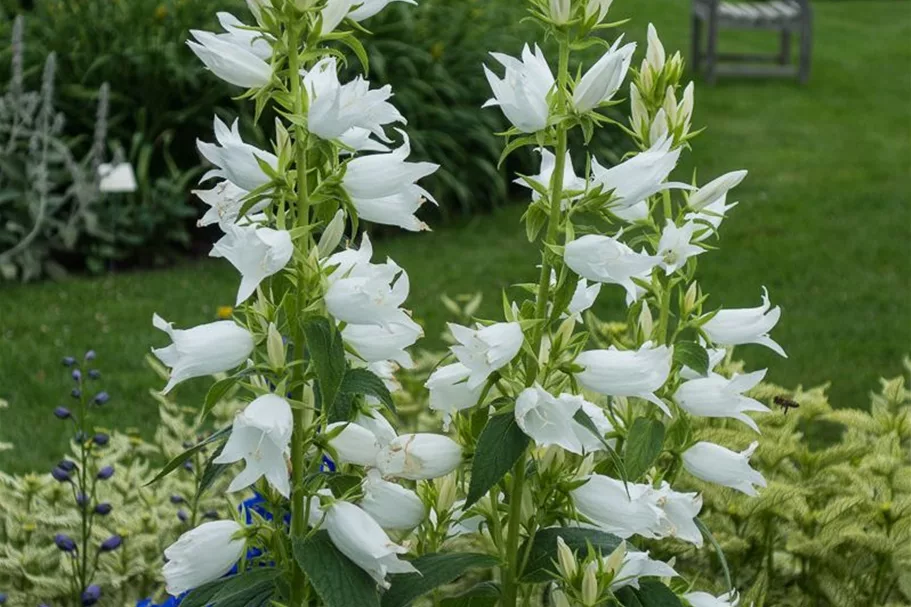 Großblütige Wald-Glockenblume 'Alba' 1 Liter Topf