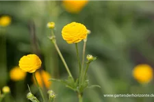 Gefülltblühender scharfer Hahnenfuß 'Multiplex' 9 x 9 cm Topf 0,5 Liter