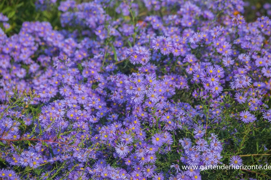 Glatte Aster 'Glatte Aster' 1 Liter Topf