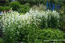 Großblütige Wald-Glockenblume 'Alba' 1 Liter Topf