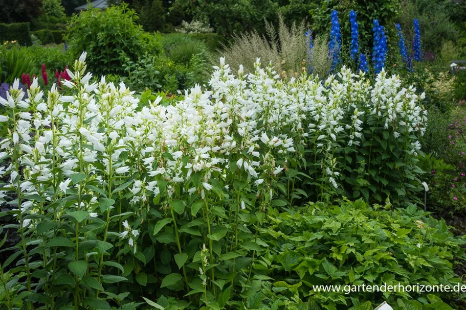 Großblütige Wald-Glockenblume 'Alba' 1 Liter Topf