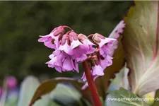 Bergenie 'Rosi Klose' 1 Liter Topf