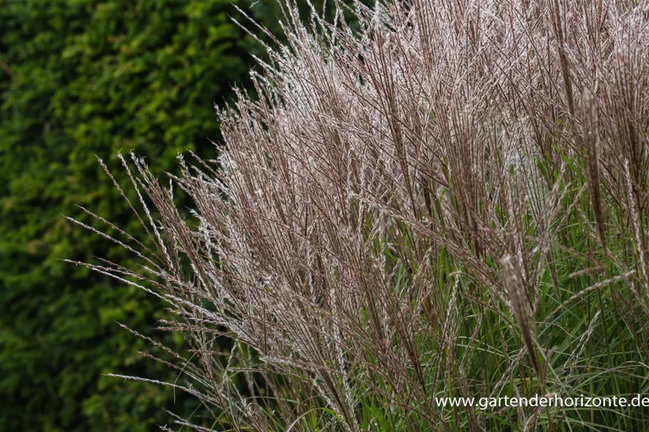 Chinaschilf 'Kleine Silberspinne' 1 Liter Topf