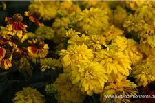 Gefülltblühender Sonnenhut 'Goldquelle' 1 Liter Topf