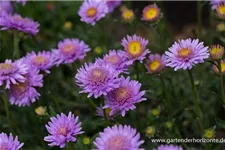 Gefüllte Alpen-Aster 'X Pink' 9 x 9 cm Topf 0,5 Liter