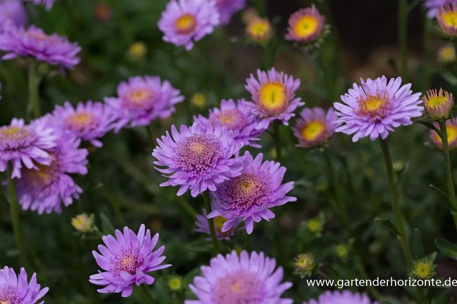 Gefüllte Alpen-Aster 'X Pink' 9 x 9 cm Topf 0,5 Liter