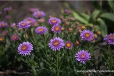 Gefüllte Alpen-Aster 'X Pink' 9 x 9 cm Topf 0,5 Liter